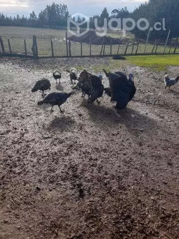Pavos del año