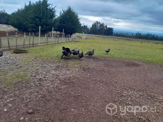 Pavos del año - Imagen 3