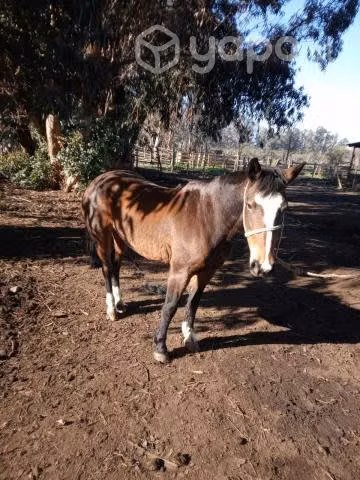 Yegua "Vaquera"