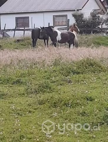 caballo Manzo