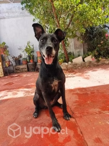 Isabella busca hogar