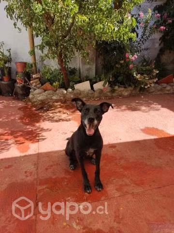 Isabella busca hogar