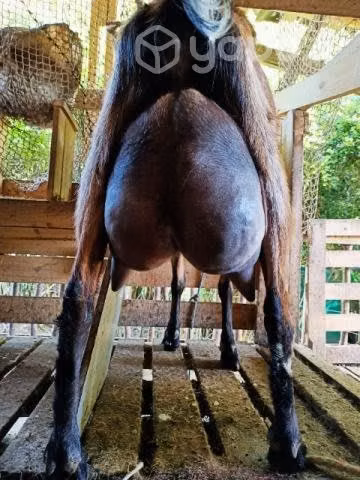 Cabras y chivato lecheros - Imagen 3