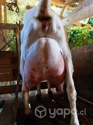 Cabras y chivato lecheros - Imagen 2