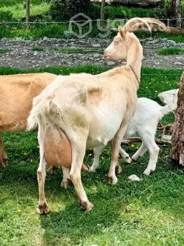 Cabras y chivato lecheros