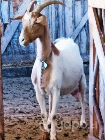 Cabras y chivato lecheros - Imagen 5
