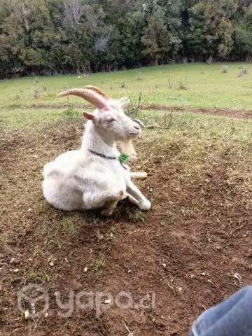 Cabras y chivato lecheros - Imagen 6