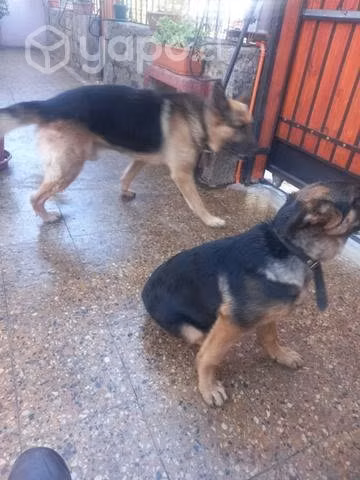 Novia para mis perritos