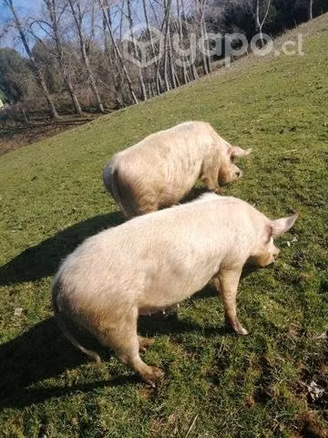 Cerdo y maltones