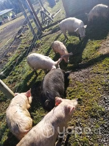 Cerdo y maltones