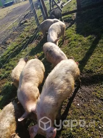Cerdo y maltones