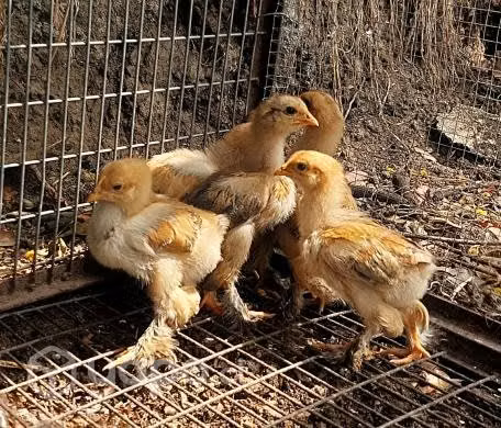 Pollos brahama