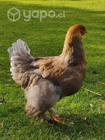 Pollita Brahma