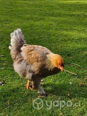 Pollita Brahma