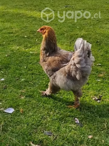 Pollita Brahma