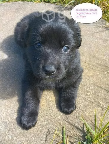 Cachorritos en adopción