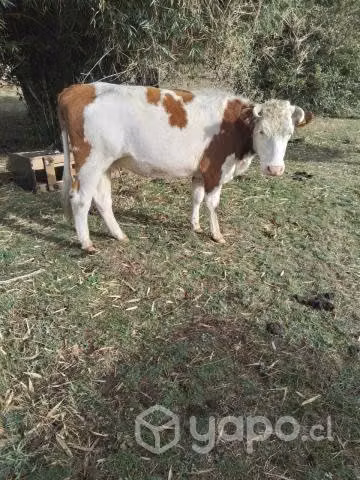 Torito, Ternera y Vaca nueva