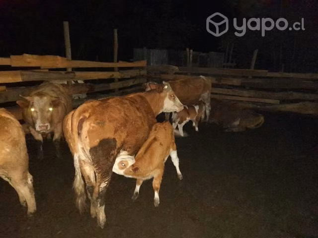 vacas paridas