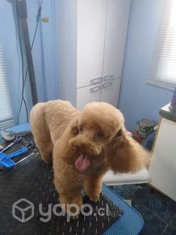 Peluquería canina