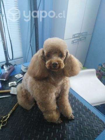 Peluquería canina - Imagen 3