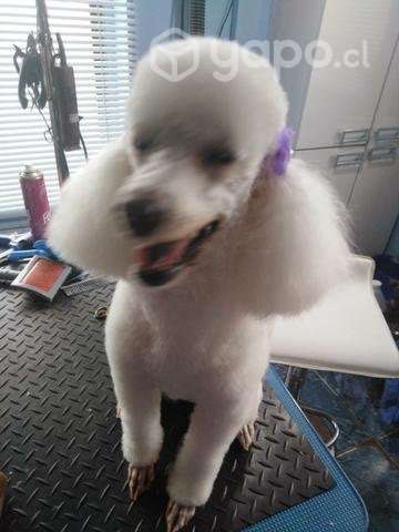 Peluquería canina - Imagen 2