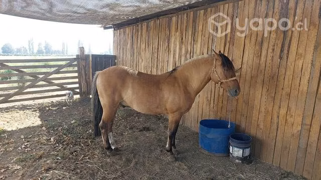 Caballo maestro sin mañas