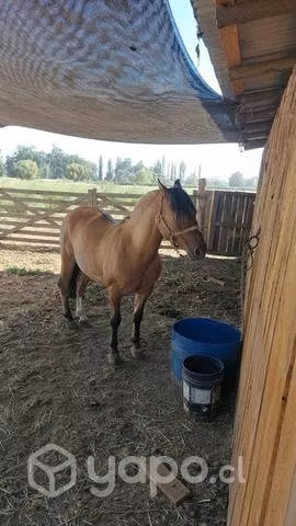 Caballo maestro sin mañas - Imagen 2