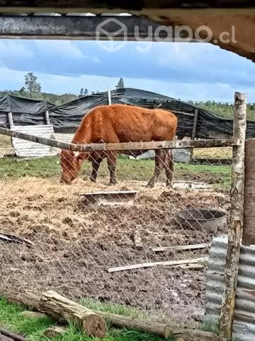 Novillo