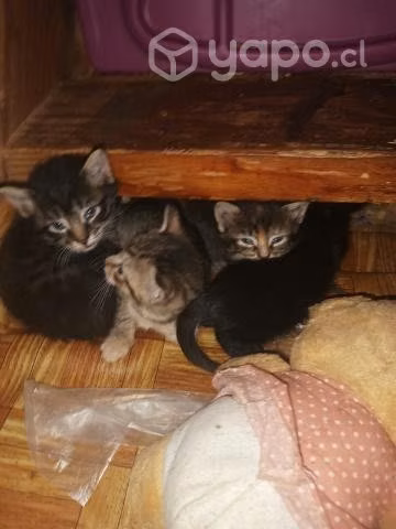 Gatitos en adopción