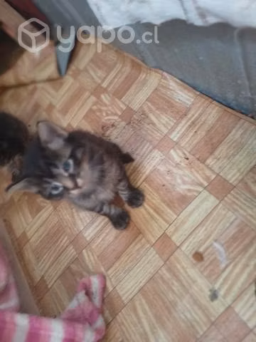 Gatitos en adopción