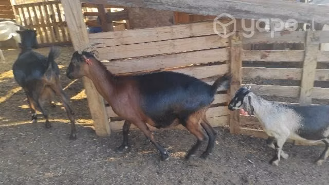 Cabras - Imagen 2