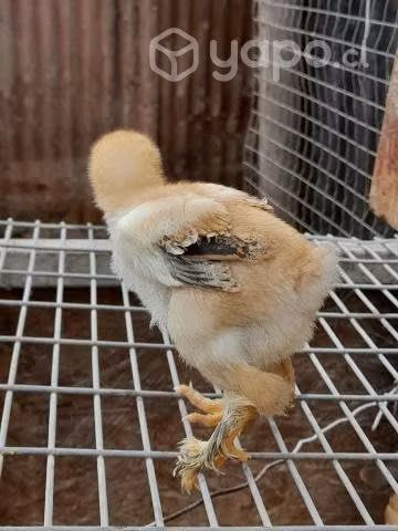 Pollitos bramas
