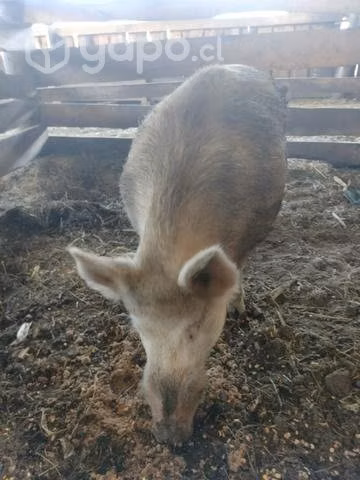 Jabali