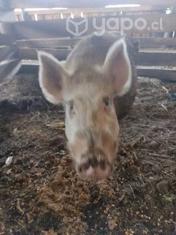 Jabali