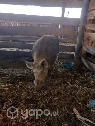 Jabali