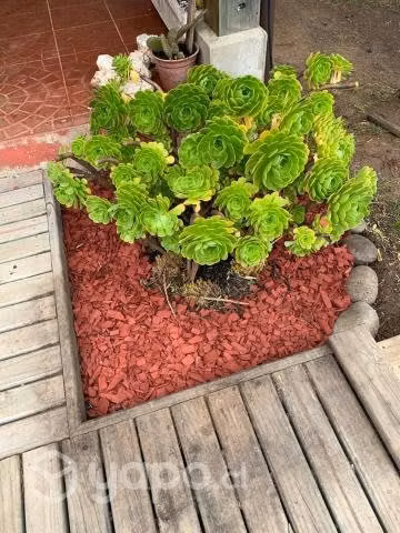 Mulch 60 Litros - Imagen 6