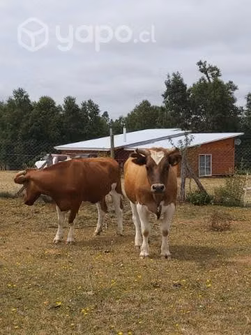 Bueyes