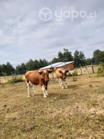 Bueyes