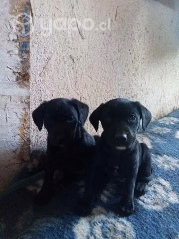 Perritos de dos meses en adopción - Imagen 2