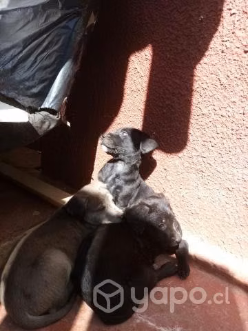 Perritos de dos meses en adopción - Imagen 5