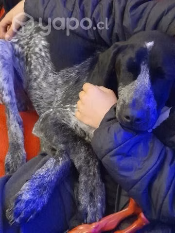 Regalo baco aleman