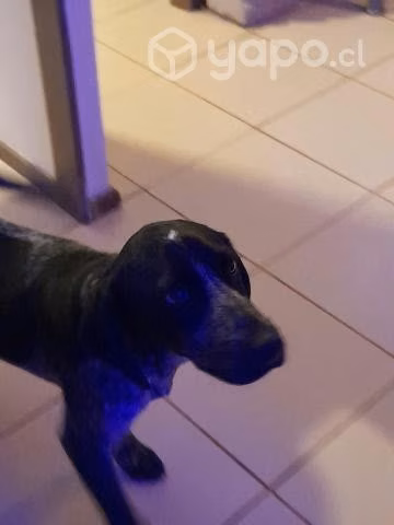 Regalo baco aleman