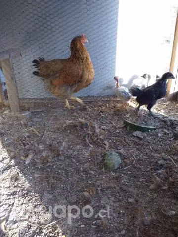 Gallinas criollas