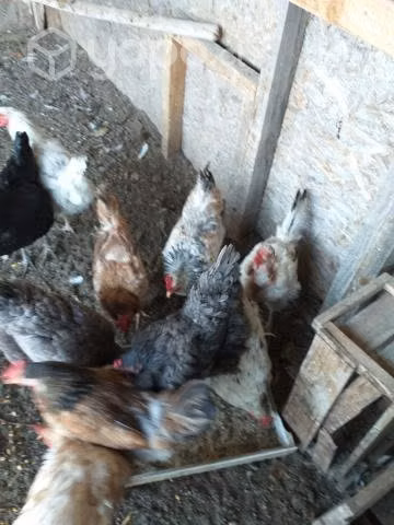 Gallinas criollas