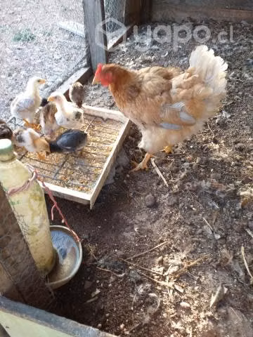 Gallinas criollas