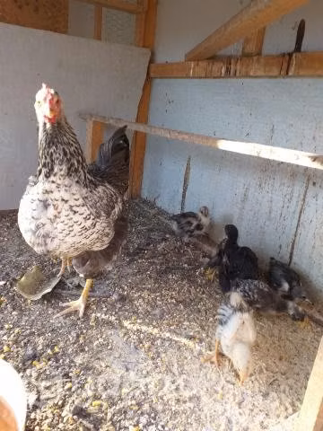 Gallinas criollas