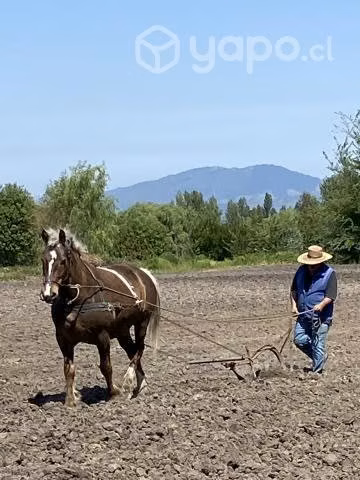 mi caballo tiene 7 años - Imagen 5