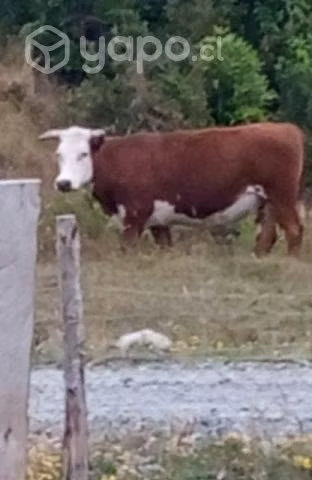 Novillo