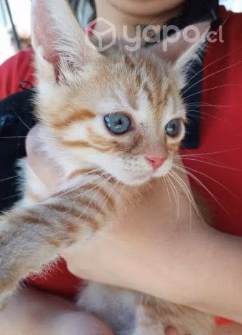 Gatitos en adopción