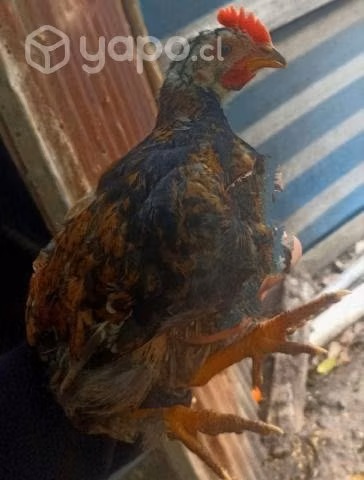 Pollos - Imagen 2